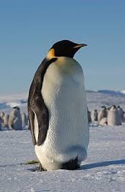 Pinguin